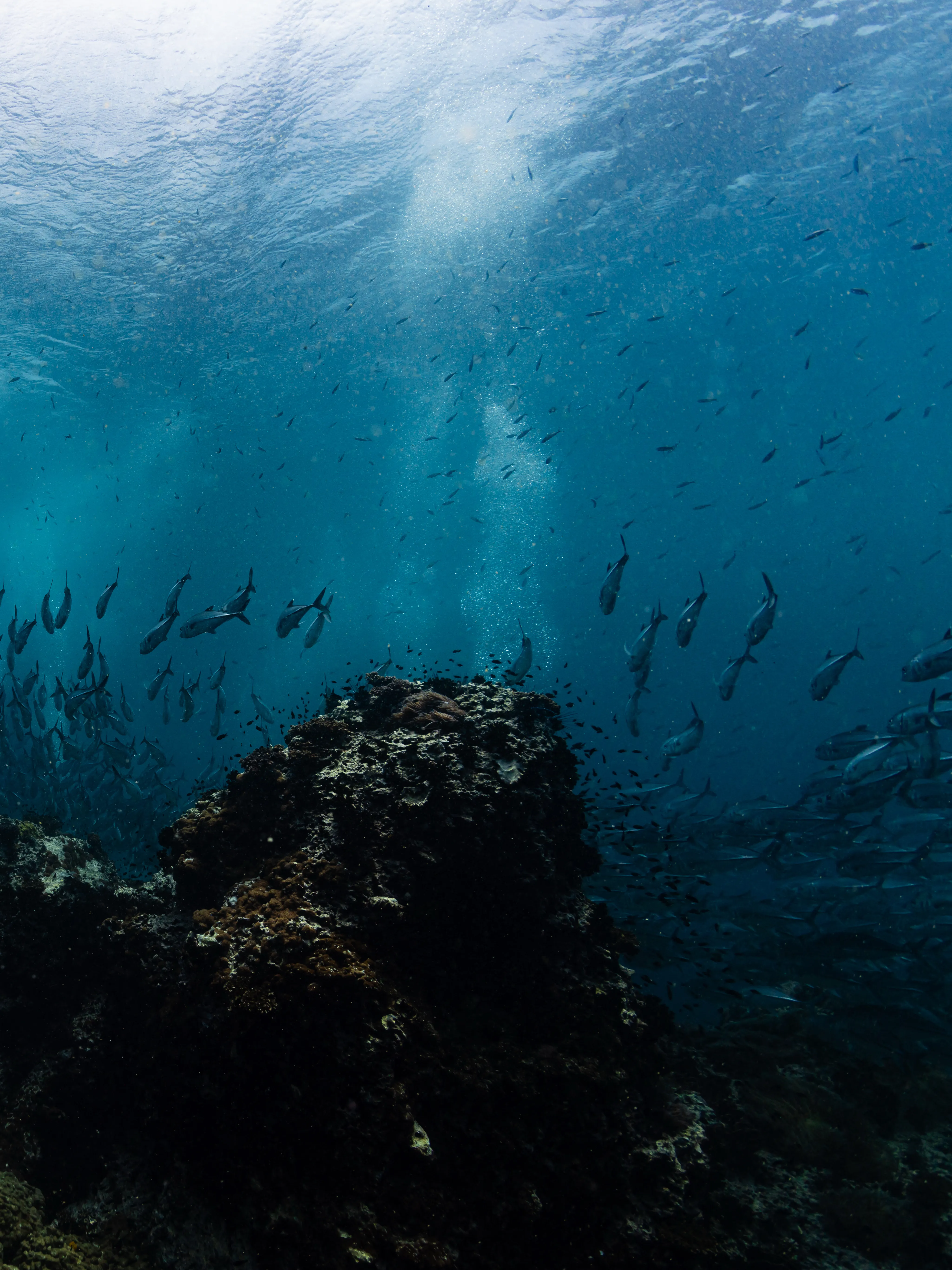 Sea turtle encounter