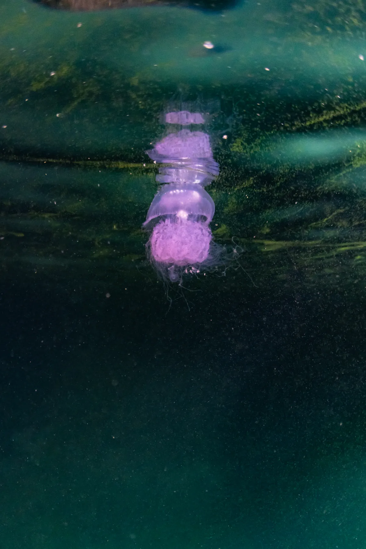 A jellyfish drifting in the blue