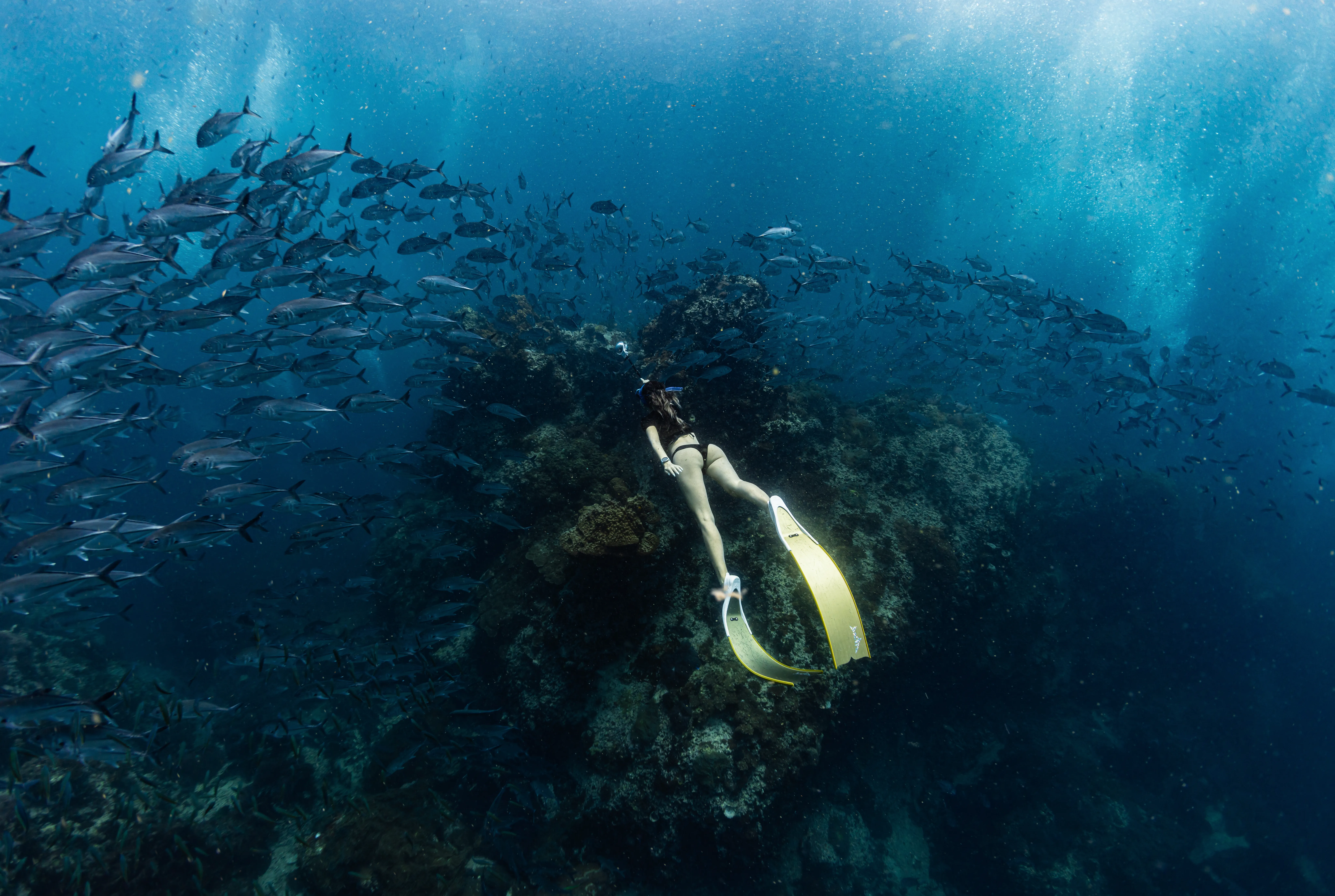5 Marine Animals You Will See Freediving in the Gulf of Thailand